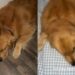 Golden Retriever Gets Begged To Join Owner in Bed & the Roles Are Officially Reversed