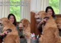 Golden Retriever Watches Her Sister Get Brushed & Makes Sure Mom Remembers She’s There Too