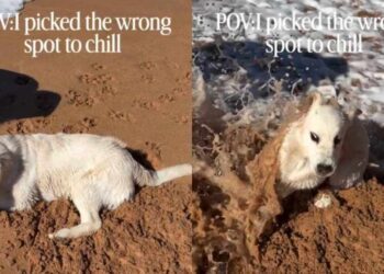 Golden Retriever Puppy Settles Down by the Water & Immediately Regrets the Location