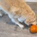 Golden Retriever Claims Mom’s Pumpkin — Apparently All Fall Decor Is a Potential Toy