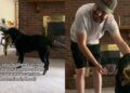 Senior Dog Notices Dad Is Stressed & Decides His Toy Collection Can Fix Everything