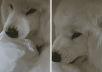Senior Dog Stares at Dad With a Stolen Bag — He Seems Certain He Is the Problem Here