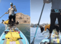 Two Dogs Share a Paddleboard, but One Booked a Cruise & the Other Signed Up for Adventure