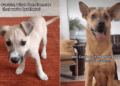 Rescue Dog ‘Explains’ Brotherhood to His Puppy & the Sweet Exchange Hits Close to Home