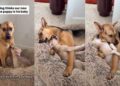 Rescue Dog Melts Into Cuddles With New Puppy Brother Like He Was Meant to Be His Mama