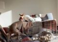 Dog Interrupts Her Sister’s Quiet Time — Little Sisters Really Do Come With No off Switch