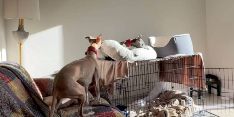 Dog Interrupts Her Sister’s Quiet Time — Little Sisters Really Do Come With No off Switch