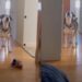Senior Blind Dog Stomps Until Mom’s Boyfriend Gets Out of Bed Because His Day Can’t Wait